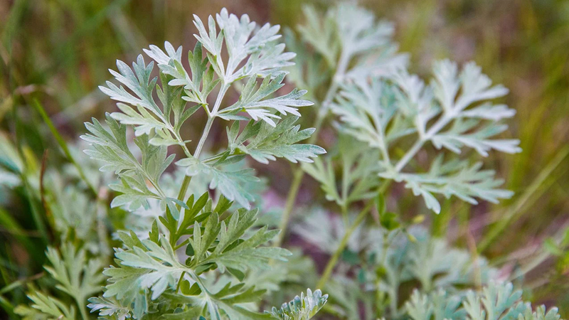 Cây Ngải đắng (Wormwood): Thảo dược với hiệu quả diệt giun sán 1