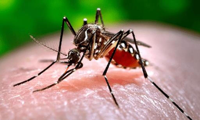 Xét nghiệm Dengue NS1 chẩn đoán bệnh lý gì và có ý nghĩa như thế nào? 2