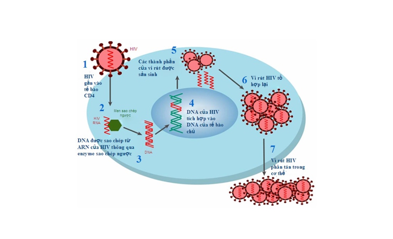 Xét nghiệm HIV sau 4 tuần chính xác không? Cần làm gì nếu nghi ngờ phơi nhiễm HIV 1