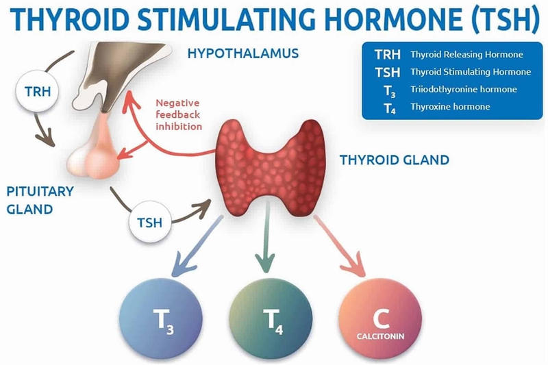 Xét nghiệm hormon tuyến giáp có vai trò gì trong chẩn đoán các bệnh về tuyến giáp? 1