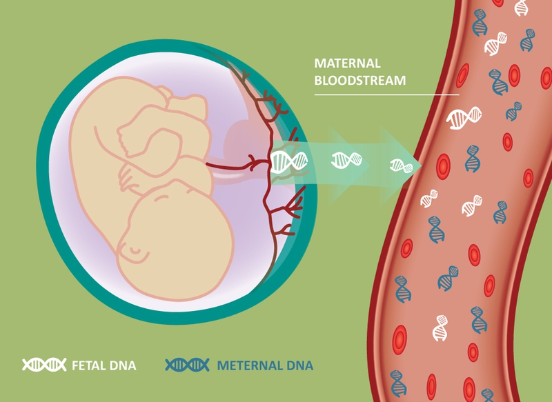 Xét nghiệm huyết thống thai nhi là gì? Quy trình xét nghiệm như thế nào? 1