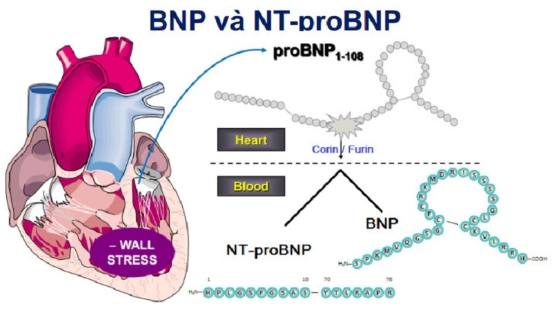 Xét nghiệm proBNP: Hướng dẫn chi tiết và tầm quan trọng trong chẩn đoán bệnh tim 2