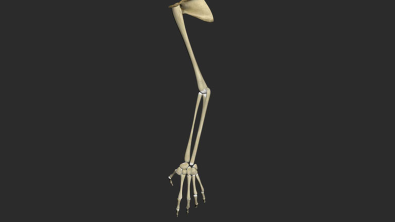 Xương cánh tay: Chi tiết giải phẫu và một số chấn thương thường gặp 1