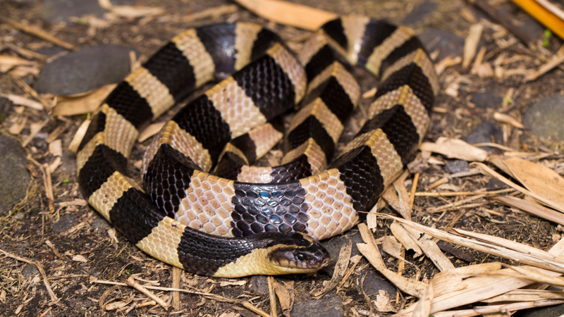 Trẻ nhiễm nọc độc thần kinh cực mạnh của rắn cạp nia