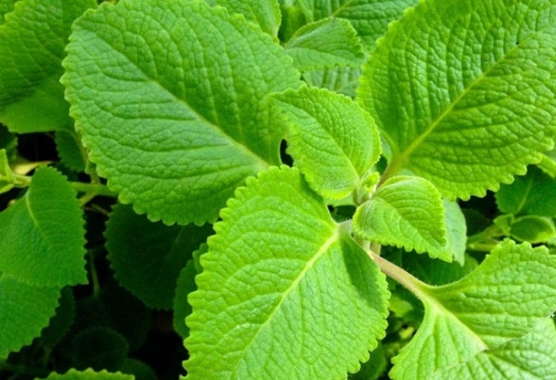 Húng chanh ăn sống được không? Chúng có tốt cho sức khỏe? 1