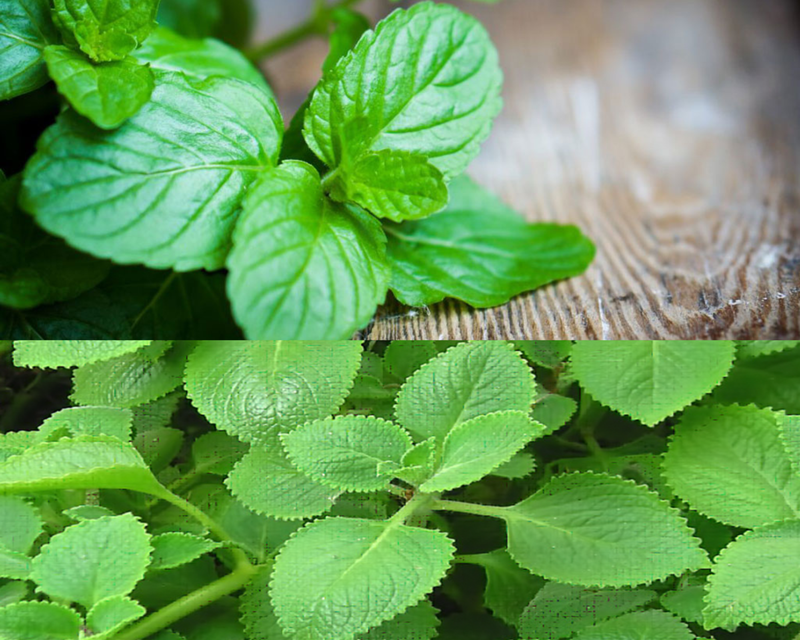 hung-chanh-va-bac-ha-dac-diem-cong-dung-va-cach-phan-biet 3.png