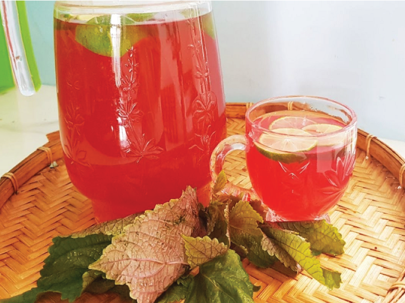 Trà lá tía tô hỗ trợ bổ sung nhiều viatmin giúp cơ thể khỏe mạnh hơn mỗi ngày