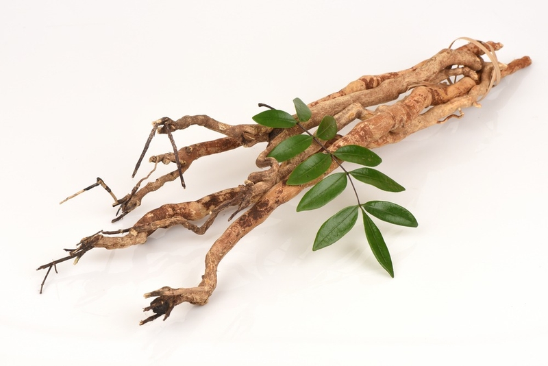 Hướng dẫn 5 bài thuốc ngâm rượu tăng cường sinh lý đơn giản và hiệu quả nhất 2