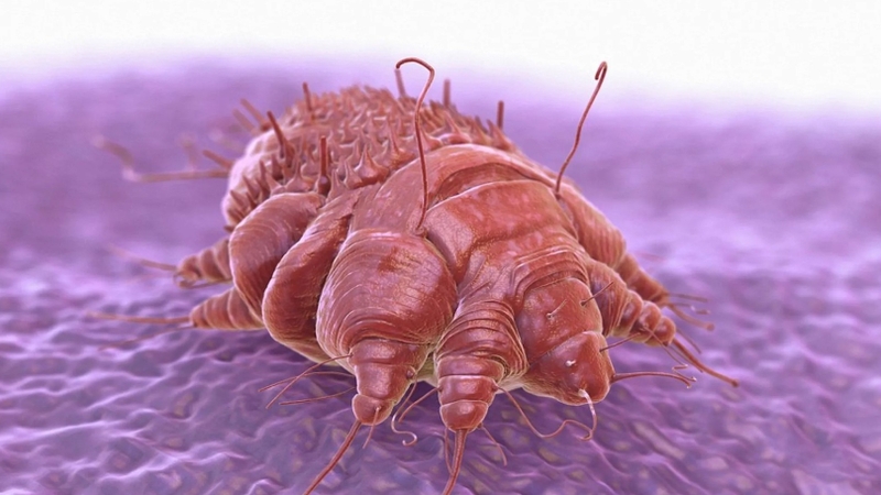 Hướng dẫn cách bắt con cái ghẻ hiệu quả 1