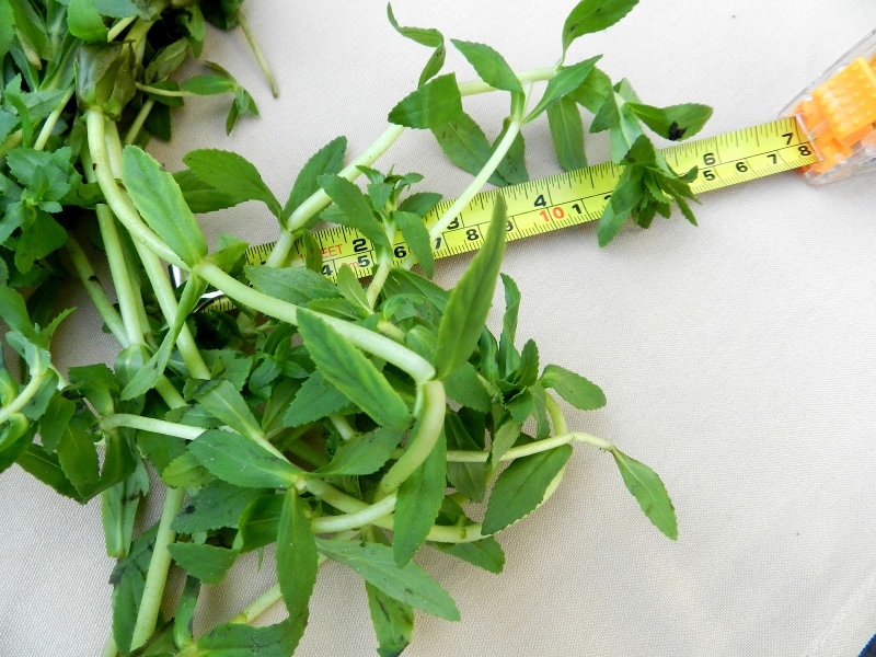 Rau ngổ là một trong những loại rau quen thuộc mang lại nhiều lợi ích cho sức khỏe con người