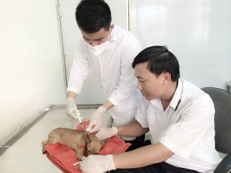 Hướng dẫn cách sơ cứu khi bị chó cắn