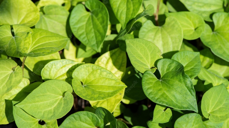 Hướng dẫn cách dùng bột diếp cá trị trĩ tại nhà 1