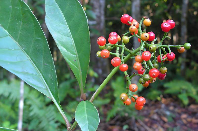 Hướng dẫn cách dùng lá lấu chữa sâu răng tại nhà