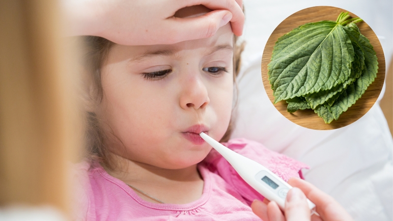 Hướng dẫn cách hạ sốt bằng lá tía tô cho trẻ ngay tại nhà 0