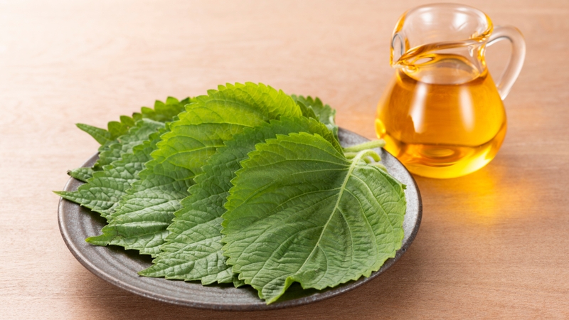 Hướng dẫn cách hạ sốt bằng lá tía tô cho trẻ ngay tại nhà 1