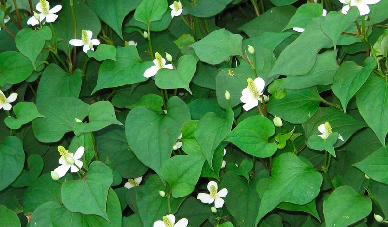 Hướng dẫn cách làm bột diếp cá đơn giản tại nhà 2