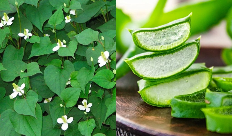 Hướng dẫn cách làm bột diếp cá đơn giản tại nhà 3