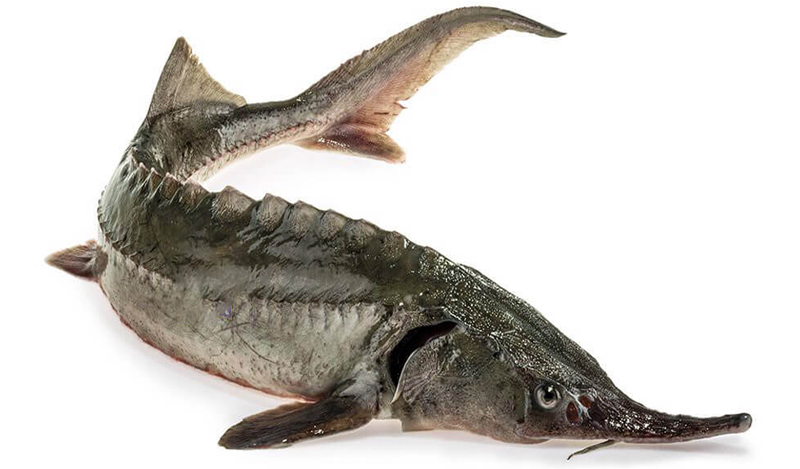 Cá tầm thuộc chi cá sụn, giống cá đuối, cá mập