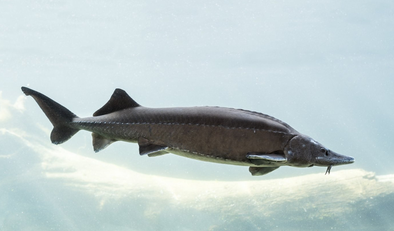 Không nên ăn cá tầm nhập lậu Trung Quốc