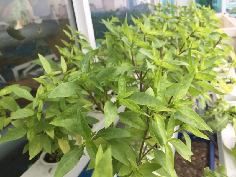 Hướng dẫn cách làm nước húng quế? Uống nước húng quế có tác dụng gì?