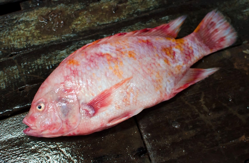 Hướng dẫn cách nấu bột mặn cho bé ăn dặm3