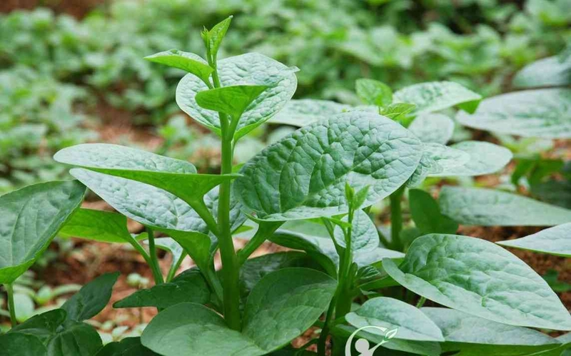 Hướng dẫn cách nấu bột tôm cho bé ăn dặm2