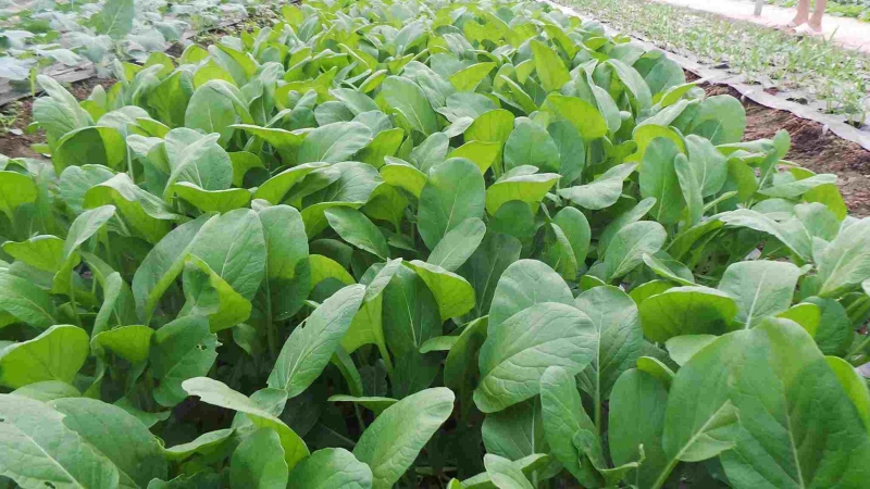 Hướng dẫn cách nấu bột tôm cho bé ăn dặm3