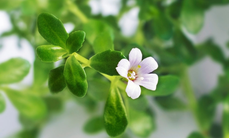 Cây rau đắng có tốt không? Cách nấu cháo cá lóc rau đắng thơm ngon, bổ dưỡng 2