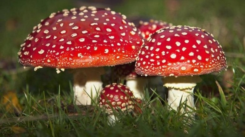 Hướng dẫn cách sơ cứu ngộ độc nấm tại nhà 4