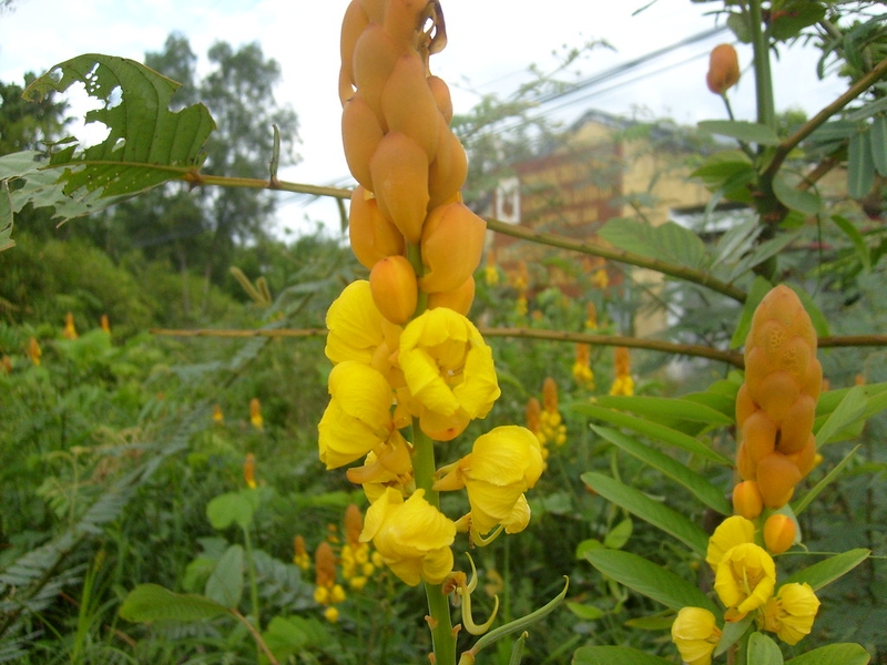 Hướng dẫn cách sử dụng lá muồng trâu trị táo bón theo Y học cổ truyền 1