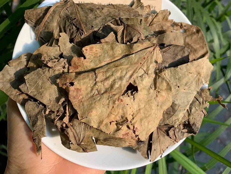 Hướng dẫn cách sử dụng lá muồng trâu trị táo bón theo Y học cổ truyền 3