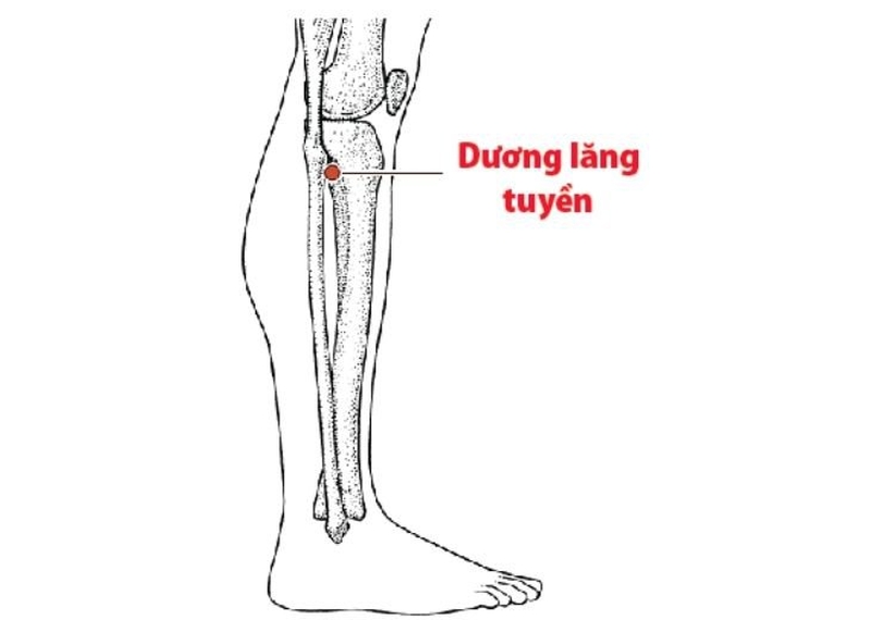Không tác động lên huyệt Dương Lăng Tuyền khi có vết thương hở