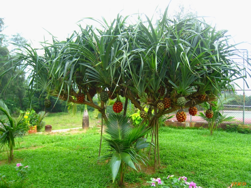 Hướng dẫn cách trị suy thận bằng dứa dại