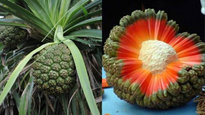 Hướng dẫn cách trị suy thận bằng dứa dại