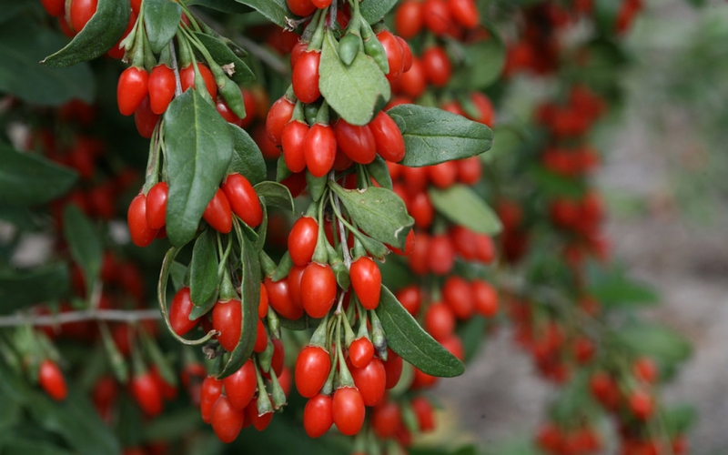 Hướng dẫn công thức kỷ tử ngâm mật ong chuẩn vị 1