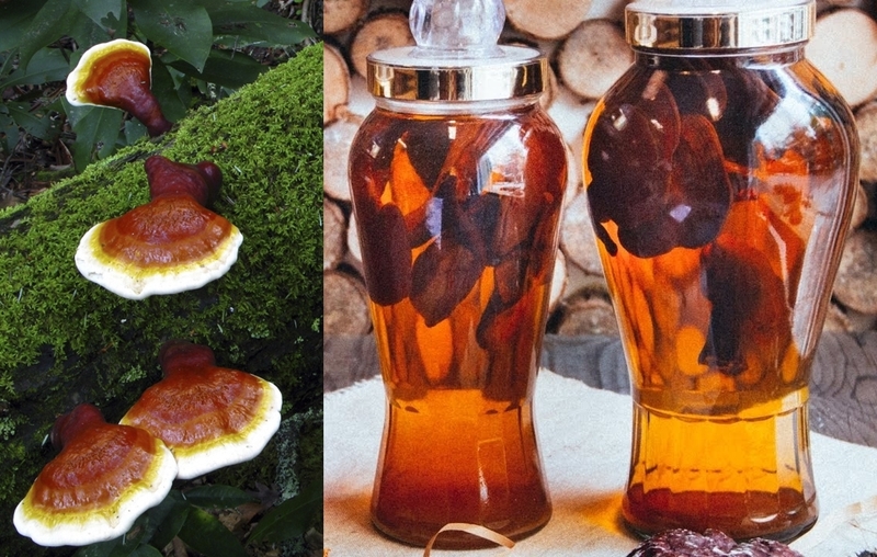 Nấm lim xanh ngâm rượu có lợi ích gì?