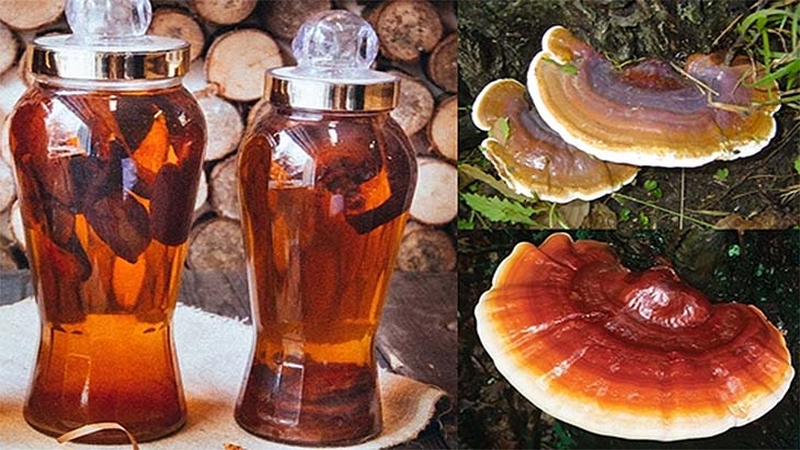 Lưu ý khi dùng nấm lim xanh ngâm rượu.