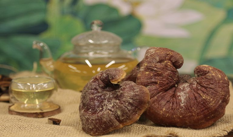 Nước sắc hay trà nấm lim xanh không nên để qua đêm