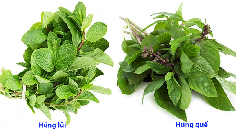 Hướng dẫn phân biệt húng lủi và húng quế 2