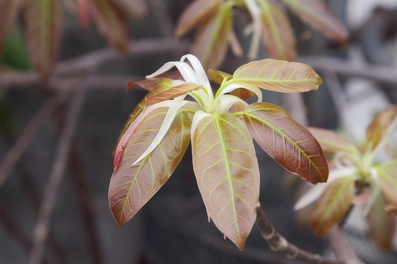 Hướng dẫn sử dụng lá sộp trị bướu cổ đơn giản tại nhà 1