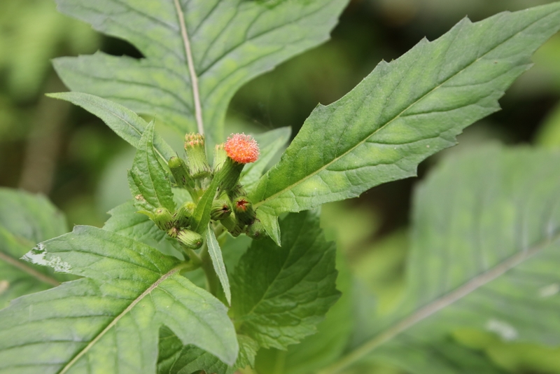 Hướng dẫn sử dụng rau tàu bay chữa bướu cổ đơn giản mà hiệu quả 2