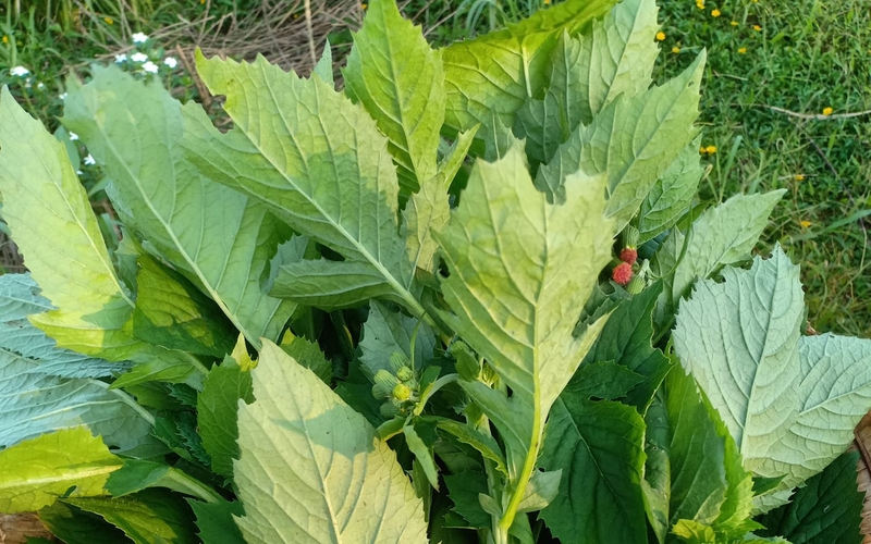 Hướng dẫn sử dụng rau tàu bay chữa bướu cổ đơn giản mà hiệu quả