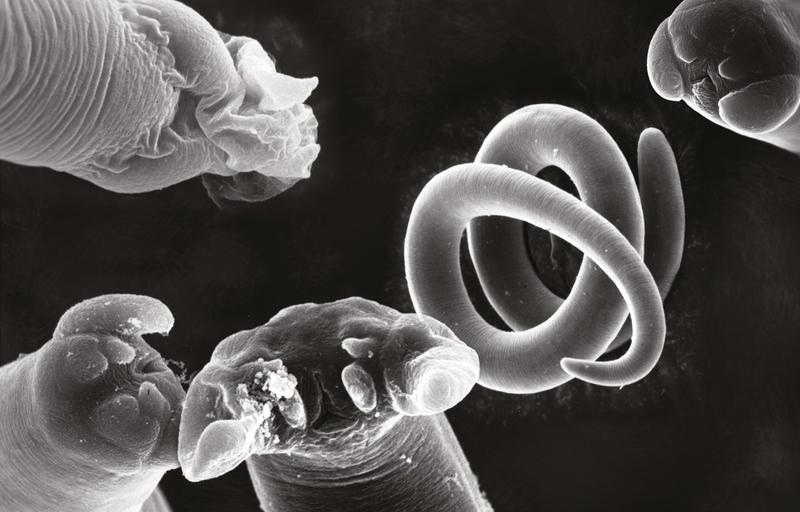 Hướng dẫn uống thuốc tẩy giun đúng cách1