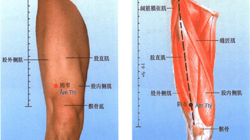 Huyệt Âm Thị là gì? Chức năng của huyệt Âm Thị
