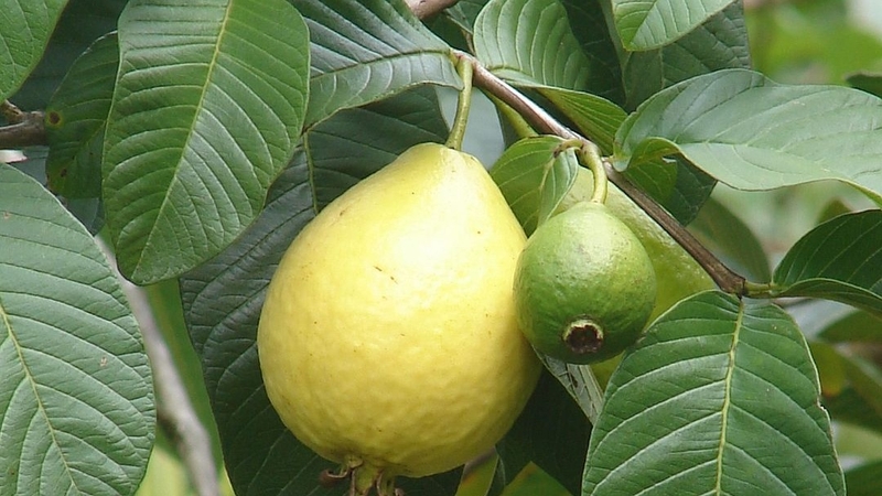 Huyết áp thấp có uống được lá ổi không 02