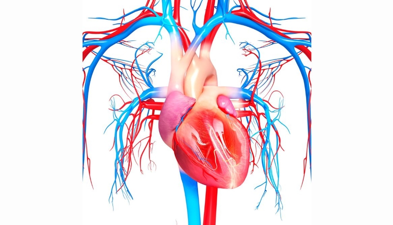 Huyết áp thấp nhất ở đâu trong hệ tuần hoàn 1