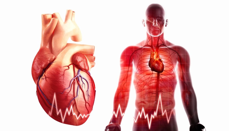 Huyết áp thấp nhất ở đâu trong hệ tuần hoàn 2