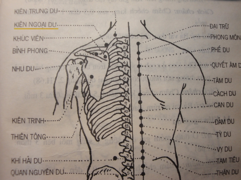 Huyệt Cách Du: Vị trí, tác dụng trong chữa bệnh1