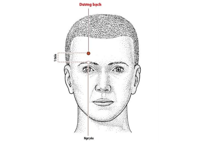 huyệt dương bạch nằm ở đâu