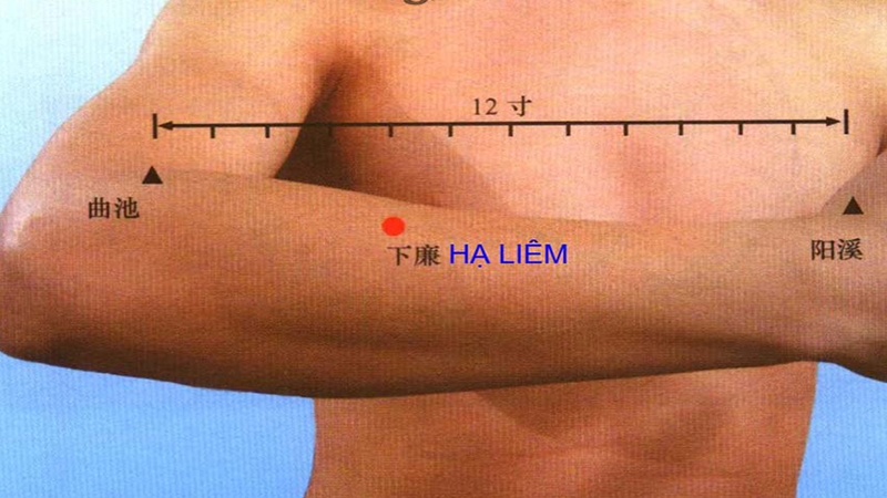 Huyệt Hạ Liêm nằm ở đâu? Huyệt có những công dụng gì?